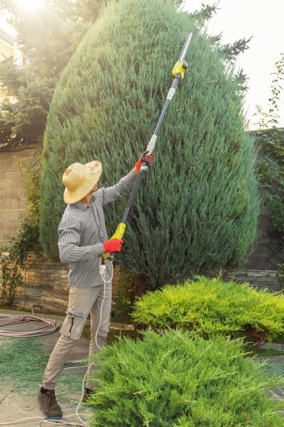 Tree Root Removal in North Warren, PA